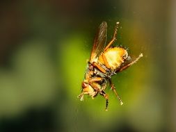 Fly Wild macro