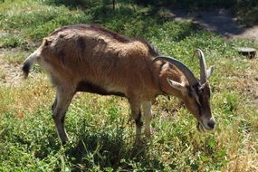 the goat gnaws green grass