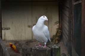 beautiful feathered Dove