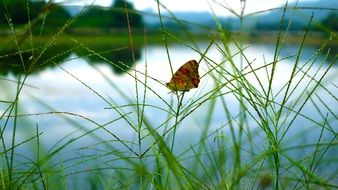 Green Butterfly on grass