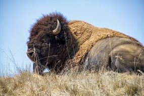 brown buffalo in wildlife
