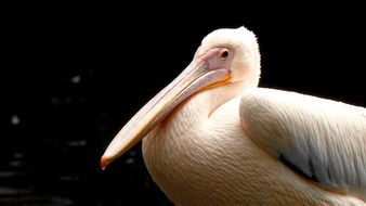 Pelikan Bird