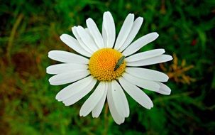 insect on Daisy flower