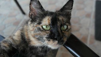 red and Black Cat Head close up