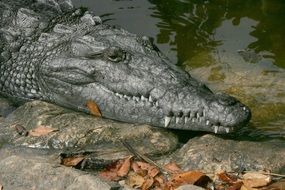 muzzle of wild crocodile