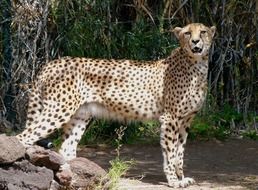beautiful standing Leopard portrait