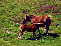 Horses on the grass on the pasture