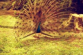 wondrous Peacock Animal