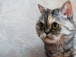 gray kitten with big green eyes