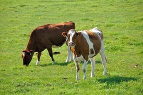 domestic cows on pasture
