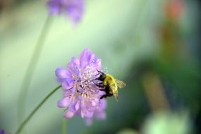 Bee is on a purple flower