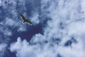 white seagull in a beautiful cloudy sky