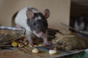 Portrait of the rat