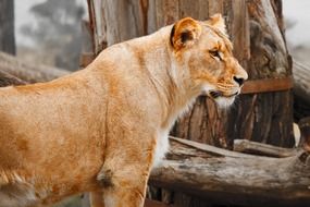 profile portrait of a lioness