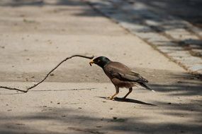 Bird looking for food on the street in Chandigarh