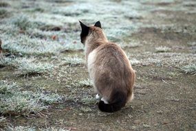 back of a furry siamese cat