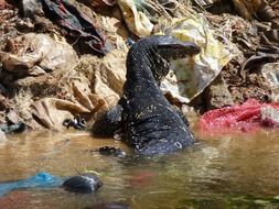 iguana in water in sri lanka