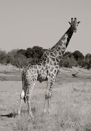 black and white photo of a giraffe in Africa