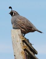 quail on a fence close-up