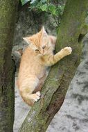 young cat on the tree trunk