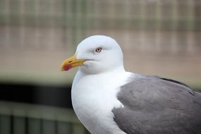 portrait of a grey and white seagull