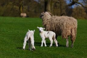 sheep with lambs on pasture