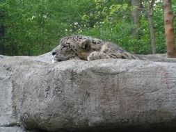 snow Leopard sleeps on a rock
