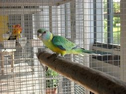 parrot in a cage