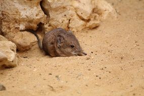 mouse on sand near the stones