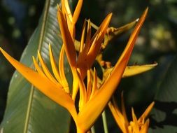 tropical orange heliconia