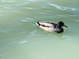 duck in the azure waters