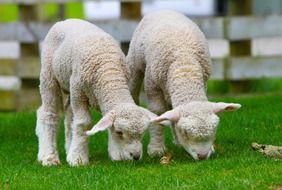 grazing lambs in New Zealand