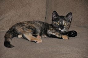 Tortoiseshell Kitten