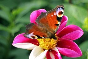 peacock butterfly on the pink blossom