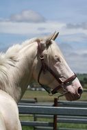 Cremello Blue Eyed Horse portrait