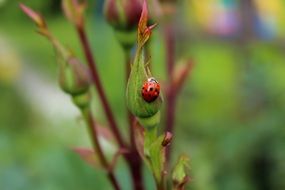 gorgeous beauty Ladybug