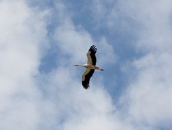 stork in flight
