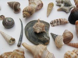 different shells on a white plate