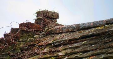 vine on old tiled roof at spring