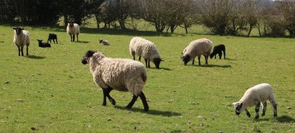 farm sheep in countryside in spring