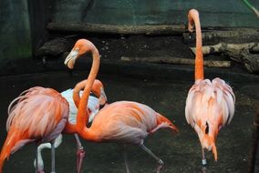 pink flamingos are exotic birds