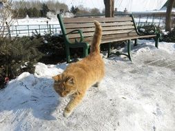 cat outdoors in winter