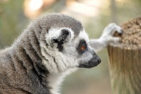 profile portrait of a lemur