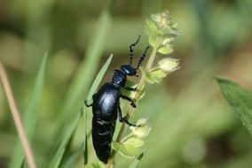 Oil Beetle