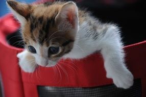 Small Cat Play