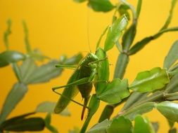 charming Grasshoppers green Insect
