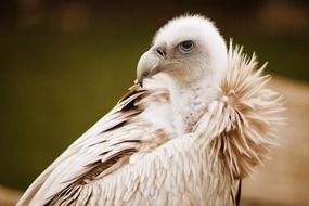 portrait of a white vulture