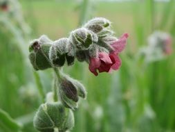 Cynoglossum Officinale, blooming plant in wild, macro