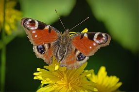 peacock butterfly on dandelion