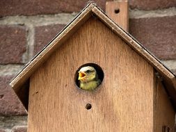 nestling in the window of the birdhouse